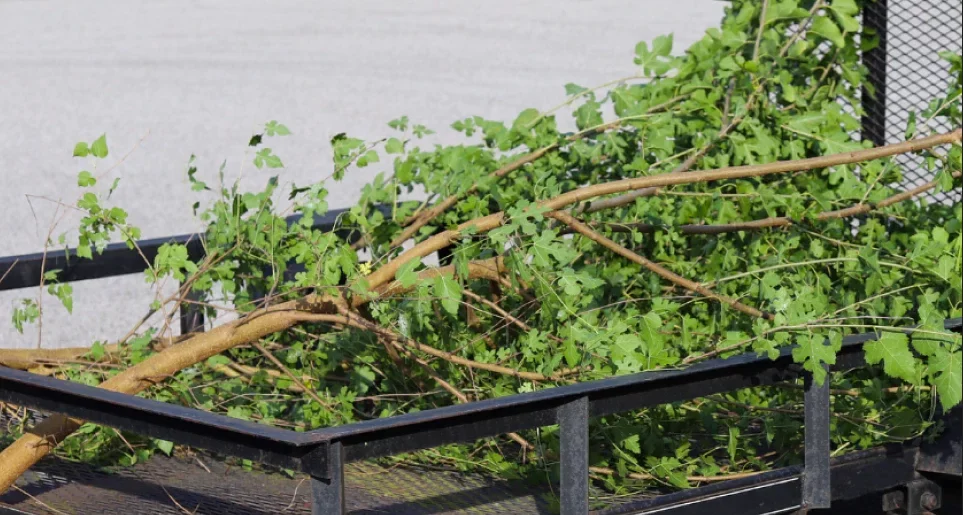 Bush Removing Service | Daily Grind Stump Bros