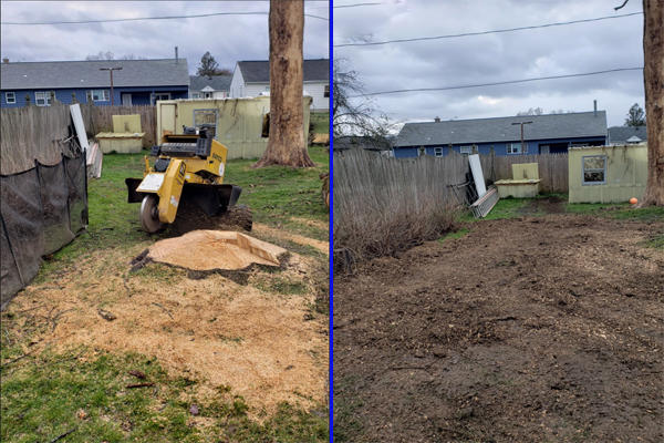 Before and After work from Daily Grind Stump Bros