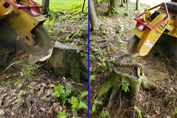 Before and After work from Daily Grind Stump Bros