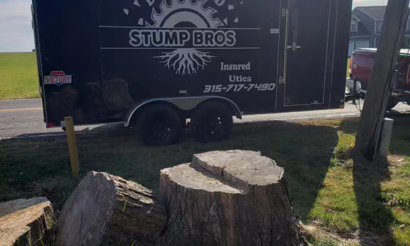 Before Stump Grinding work of Daily Grind Stump Bros