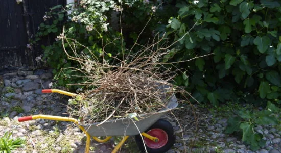 Bush Removing Service Bush Removing Service From Daily Grind Stump Bros 2